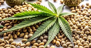 The Ultimate Guide to Purple Urkle Seeds