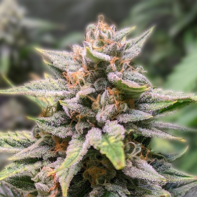 The Ultimate Guide to Purple Urkle Seeds